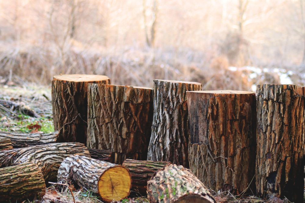 Var försiktig med dina träd - skaffa trädbesiktning i Skåne