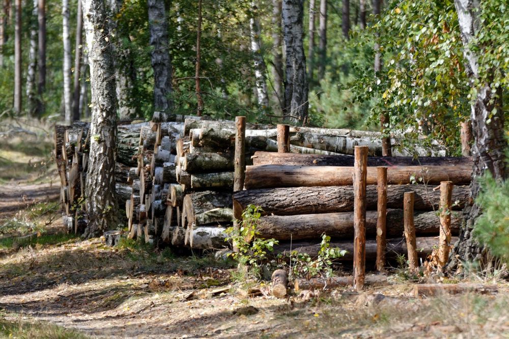 Trädfällning i Malmö