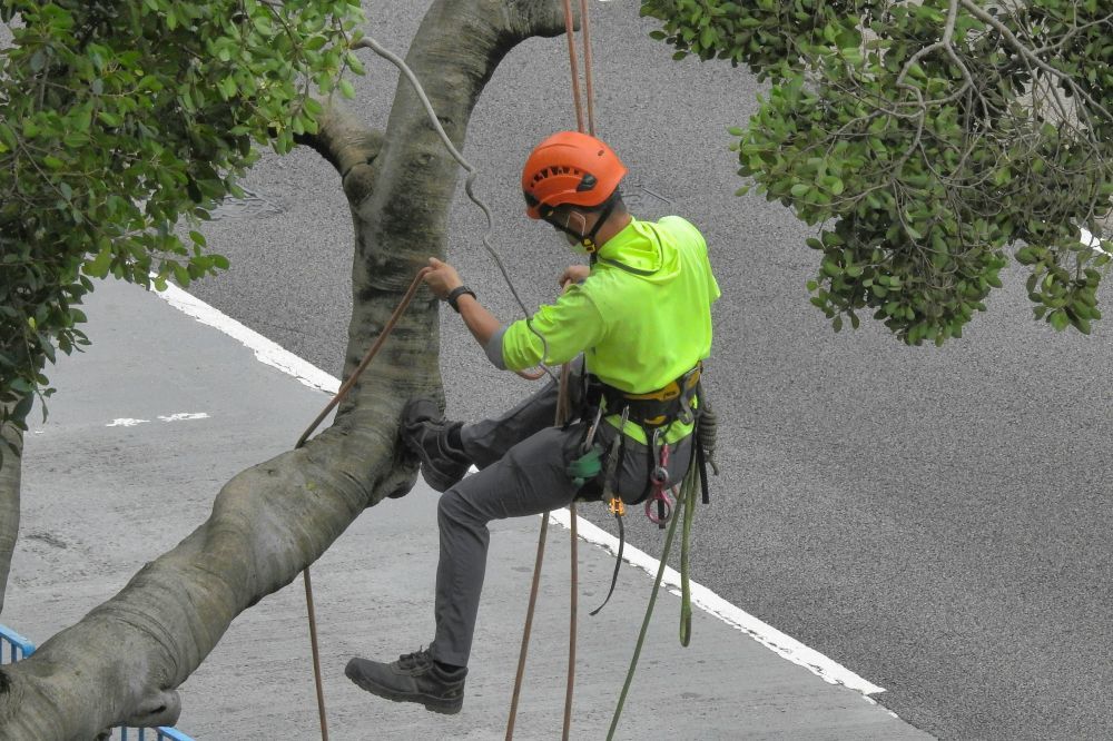 Arborist täby  professionell trädvård för trygga och vackra tomter